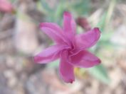 2009-04-17-032-Convolvulus