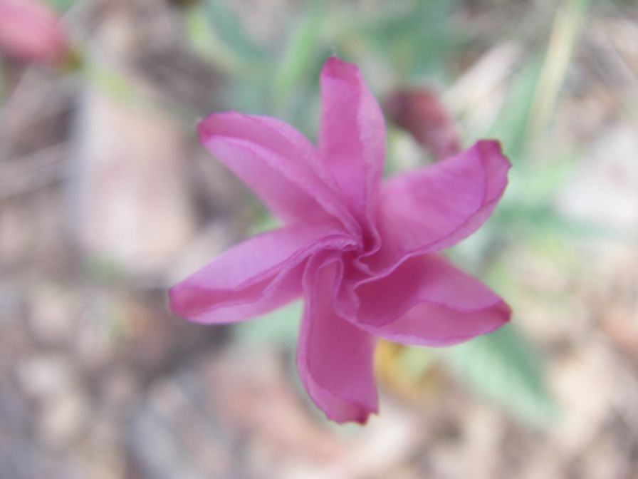2009-04-17-032-Convolvulus