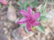 2009-04-17-033-Convolvulus