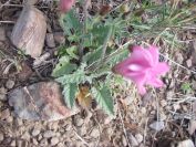 2009-04-17-034-Convolvulus