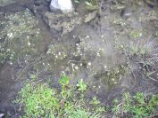 2009-04-17-036-Water-lilly