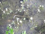 2009-04-17-037-Water-lilly