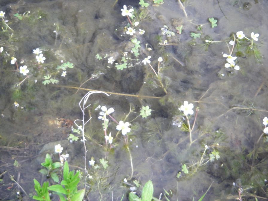 2009-04-17-037-Water-lilly