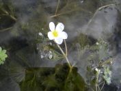 2009-04-17-038-Water-lilly