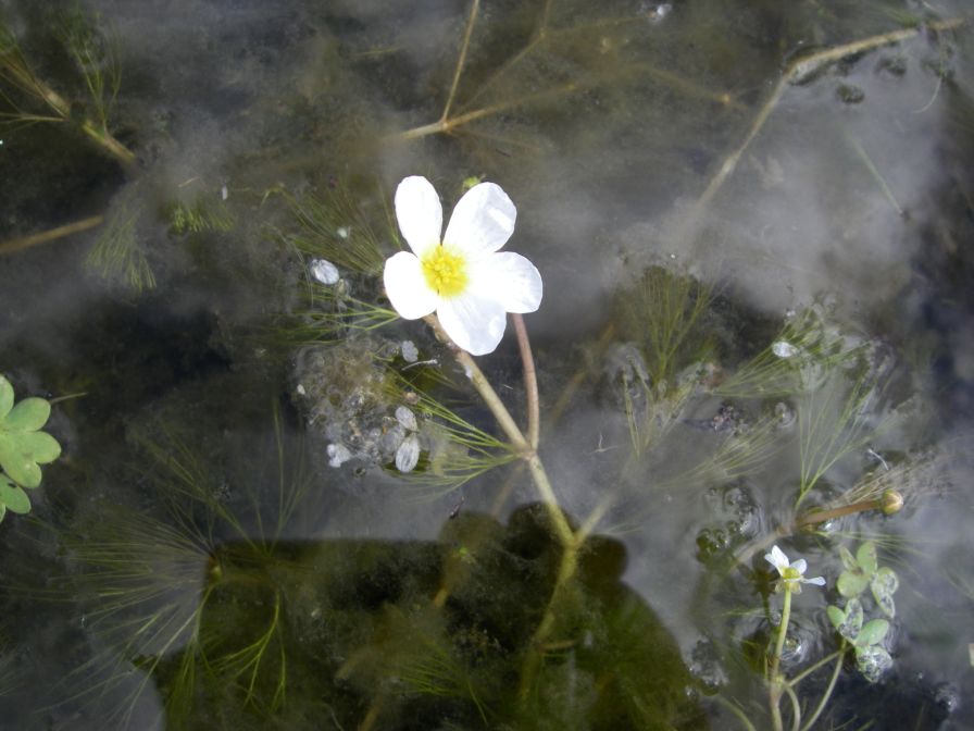 2009-04-17-038-Water-lilly