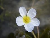 2009-04-17-039-Water-lilly