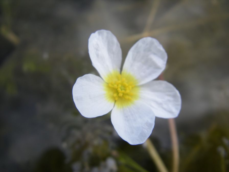 2009-04-17-039-Water-lilly