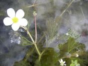 2009-04-17-041-Water-lilly