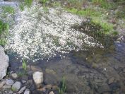 2009-04-17-044-Water-lilly
