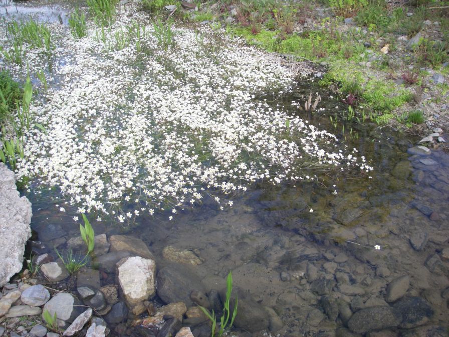 2009-04-17-044-Water-lilly