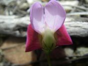 2009-04-17-049-Pea
