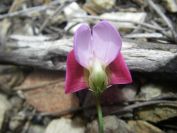 2009-04-17-050-Pea