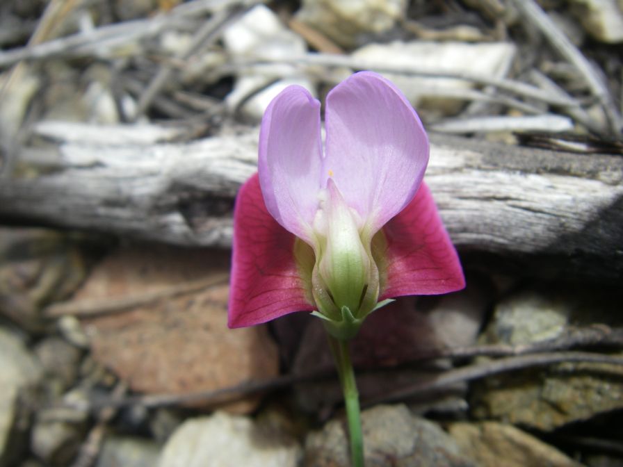2009-04-17-050-Pea