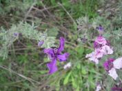 2009-04-17-051-Lavandula-Two-Colours