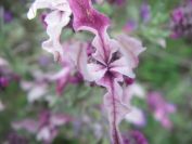 2009-04-17-052-Lavandula-Pink