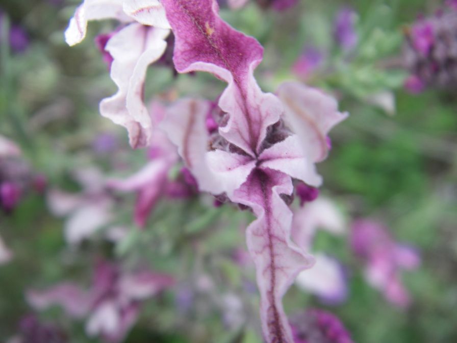 2009-04-17-052-Lavandula-Pink