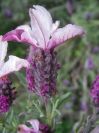 2009-04-17-053-Lavandula-Pink