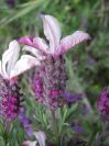 2009-04-17-054-Lavandula-Pink