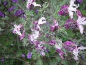 2009-04-17-055-Lavandula-Pink