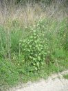 2009-04-17-056-Unknown