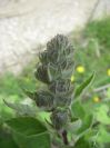 2009-04-17-058-Unknown