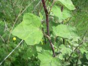 2009-04-17-059-Unknown