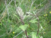 2009-04-17-060-Unknown