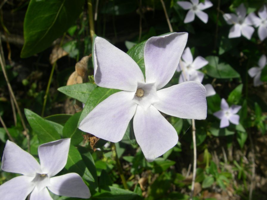2009-04-17-061-Pale-Vinca