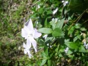 2009-04-17-062-Pale-Vinca