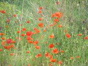2009-04-17-065-Poppy-Bank