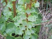 2009-04-17-071-Unknown