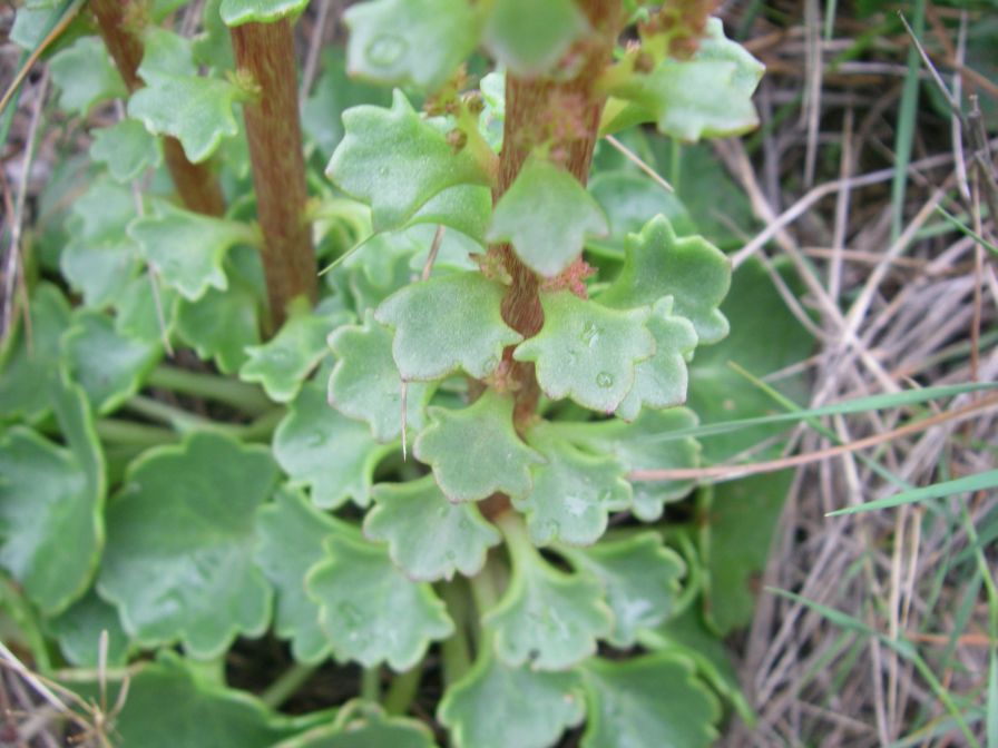 2009-04-17-071-Unknown