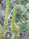 2009-04-17-072-Unknown