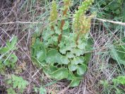 2009-04-17-074-Unknown