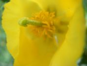 2009-04-17-081-Horned-Poppy