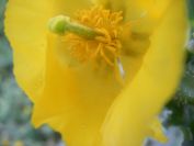 2009-04-17-082-Horned-Poppy