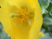 2009-04-17-083-Horned-Poppy