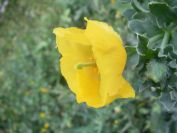 2009-04-17-084-Horned-Poppy