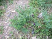 2009-04-17-085-Unknown-Clover