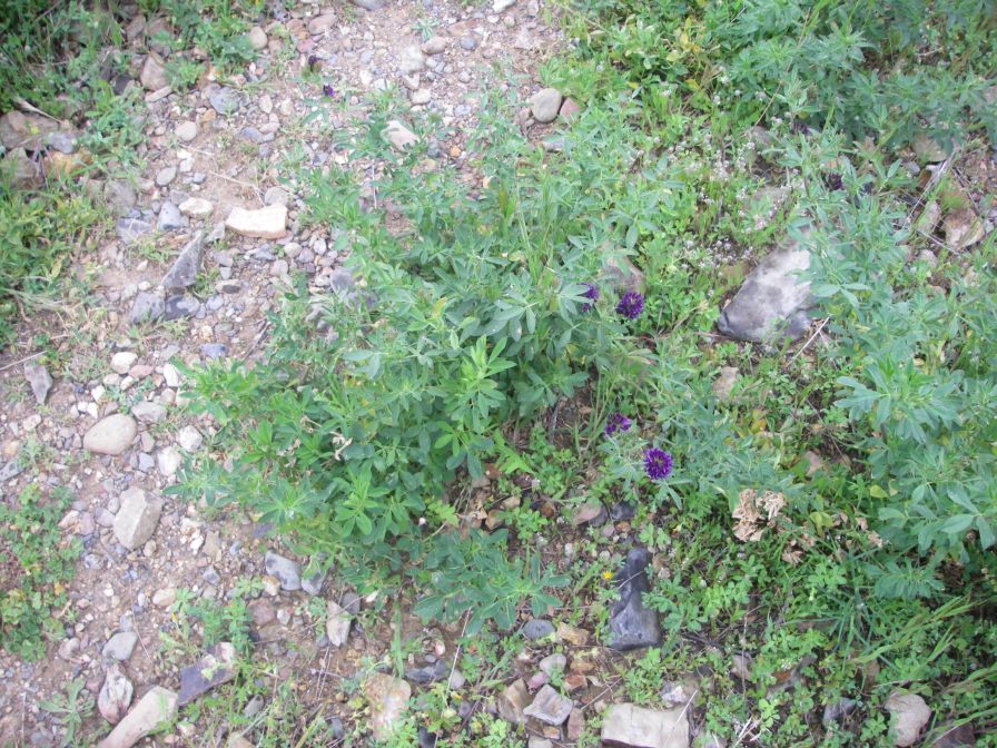 2009-04-17-085-Unknown-Clover