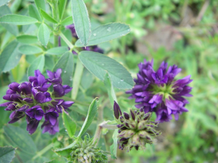 2009-04-17-088-Unknown-Clover