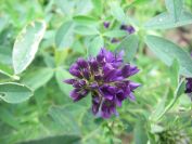 2009-04-17-089-Unknown-Clover