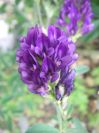 2009-04-17-090-Unknown-Clover