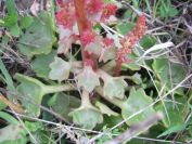 2009-04-17-092-Unknown