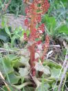2009-04-17-093-Unknown