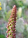 2009-04-17-096-Unknown