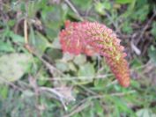 2009-04-17-097-Unknown