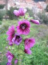 2009-04-17-102-Mallow
