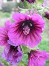 2009-04-17-103-Mallow