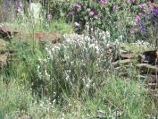 2009-04-18-017-White-Lavandula